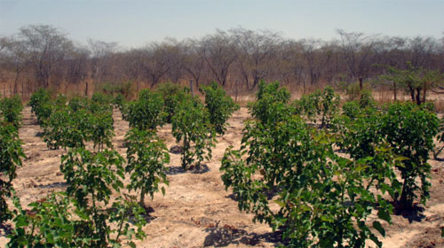 plantação de Jatropha curcas