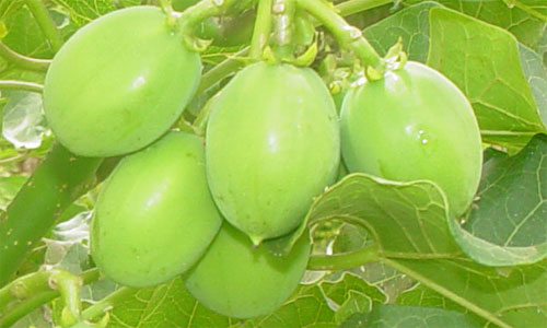 Frutos de Pinhão Manso