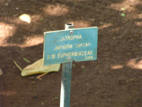 Placa Jatropha curcas