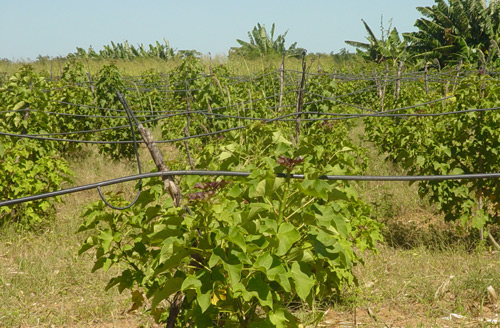 Plantação Jatropha curcas