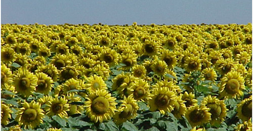 Plantação de Girassol durante a floração