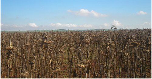 Plantação de girassol durante a colheita