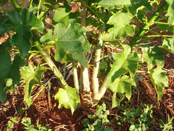 jatropha e a geada jatropha e a geada