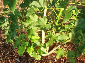 jatropha e geada 4