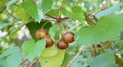 Tungue: a Planta e seus frutos