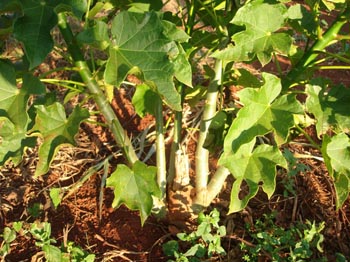 Geada no pinhão-manso