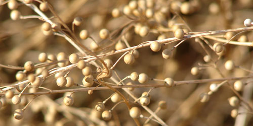 Crambe - a cana do biodiesel do centro oeste?