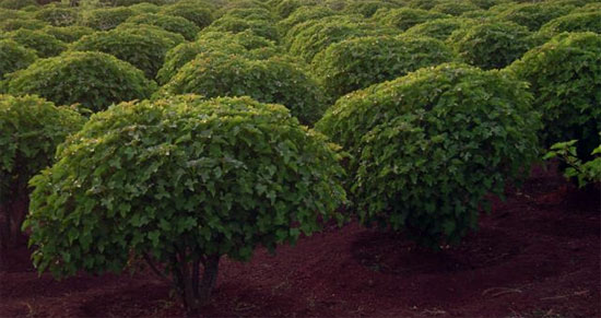 Plantação de pinhão-manso