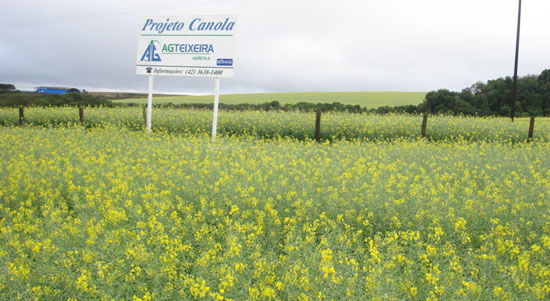 Projeto de Canola no Paraná