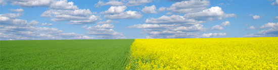 Plantação de trigo e canola