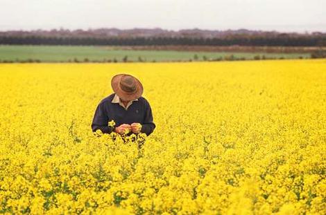 Produtor em campo de canola