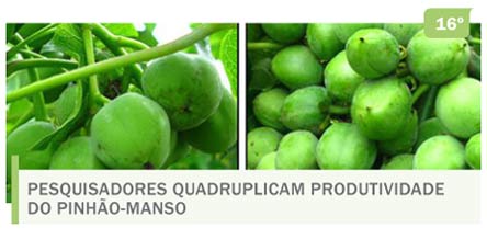 Pesquisadores quadruplicam produtividade do pinhão-manso