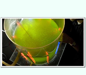 Biodiesel de algas