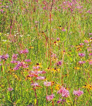 Em Minnesota, cientistas estudaram campos de gramíneas