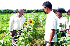 Programa RioBiodiesel Plantação de girassol