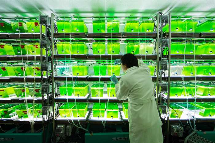 EUA terá curso universitário voltado ao cultivo de algas
