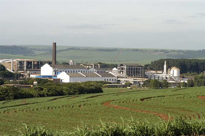 São Martinho desiste de joint venture com a Amyris