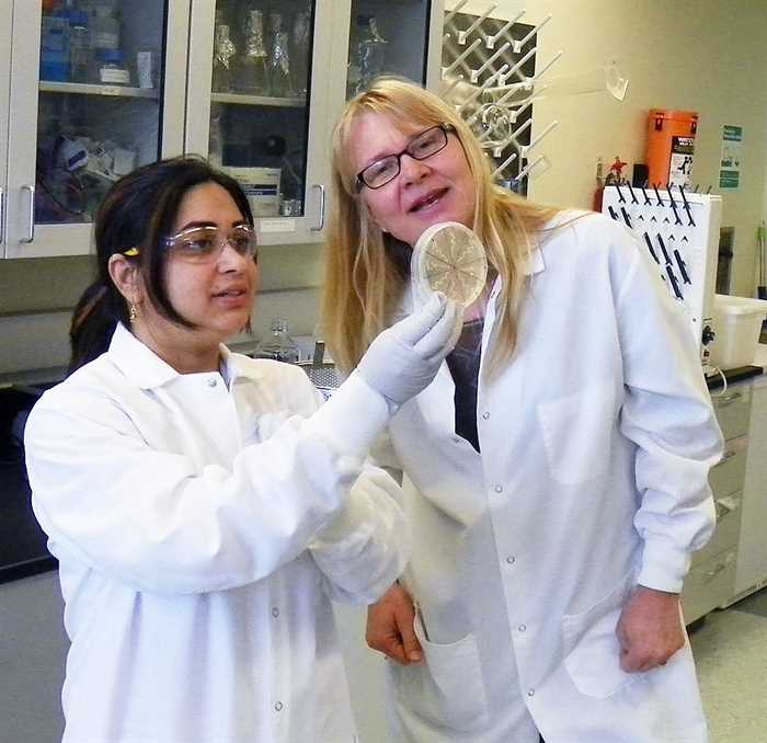 Pesquisadores transformam fungos em bioQAV