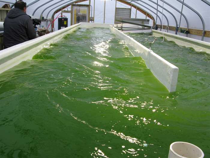 Empresa Denso investe em biocombustíveis feitos com microalgas