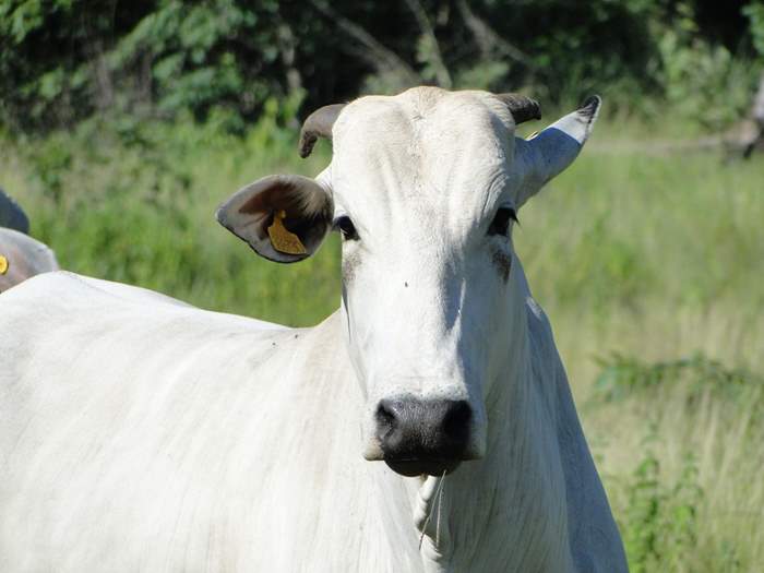 Abra lança diagnóstico da reciclagem animal no Brasil