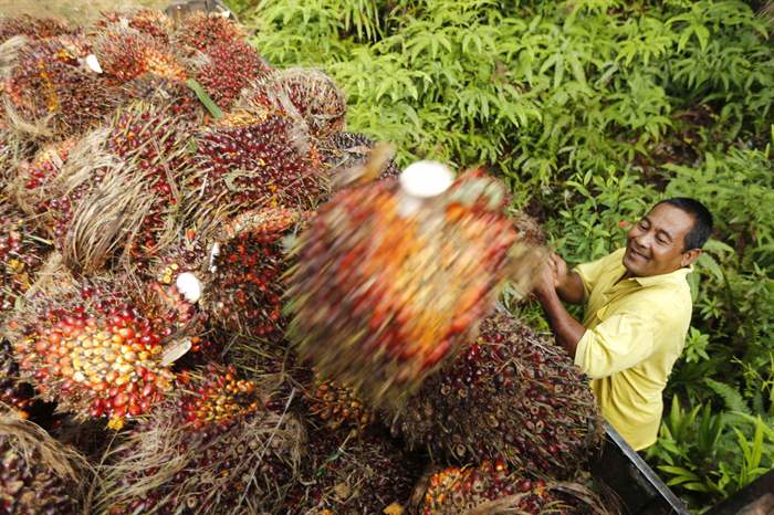 Óleos vegetais estão há mais de um ano em queda, diz FAO