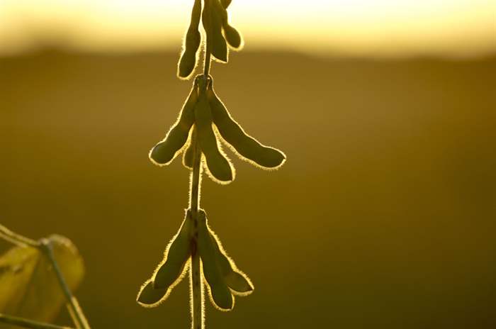 Óleos vegetais registram a menor cotação em mais de cinco anos