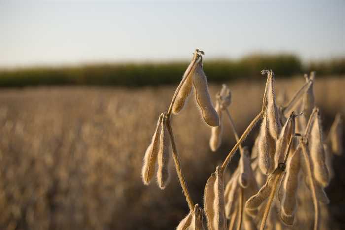 Cotações dos óleos vegetais mantém trajetória de queda