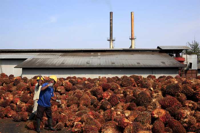Indonésia lança política de subsídio ao biodiesel