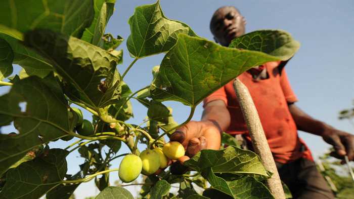 África pode ter mercado para 3 bi litros de biodiesel até 2030, diz Irena