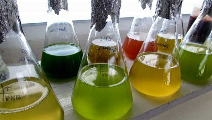 MCTI investiu R$ 160 milhões em biodiesel nos últimos 10 anos