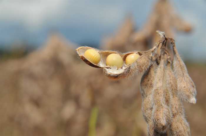 Soja tem maior participação mensal na produção de biodiesel em quatro anos