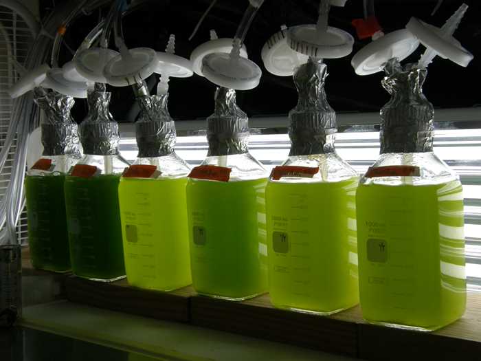 Pesquisadores criam método para maximizar produtividade de algas