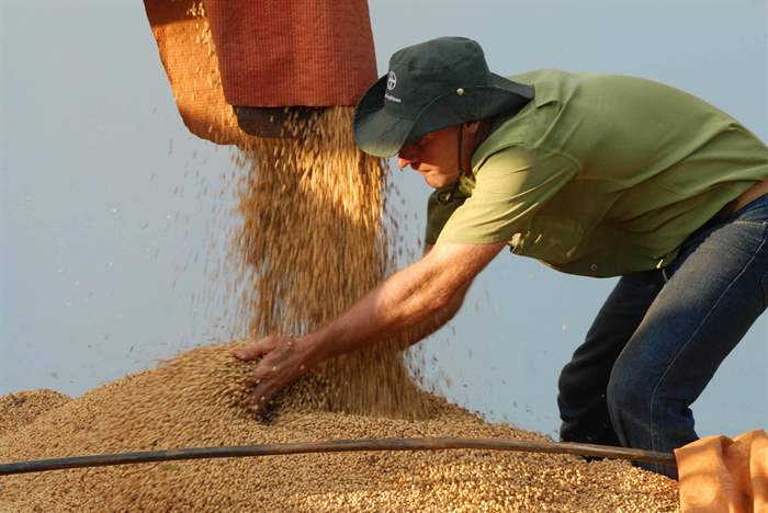 USDA projeta novo recorde para a produção de soja brasileira