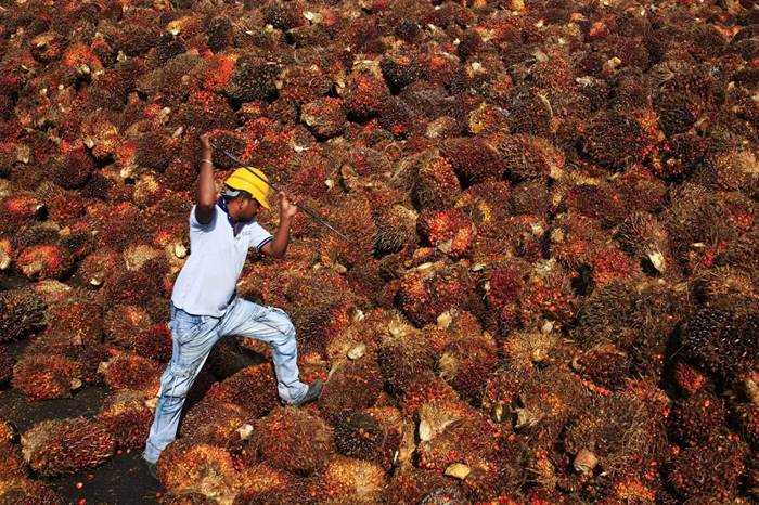 Relatório coloca em dúvida principal certificação ambiental da palma 