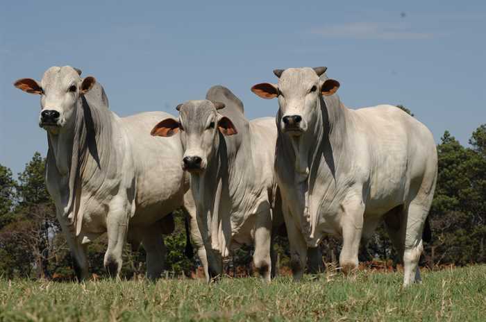 Cotação do sebo bovino cai no Brasil Central