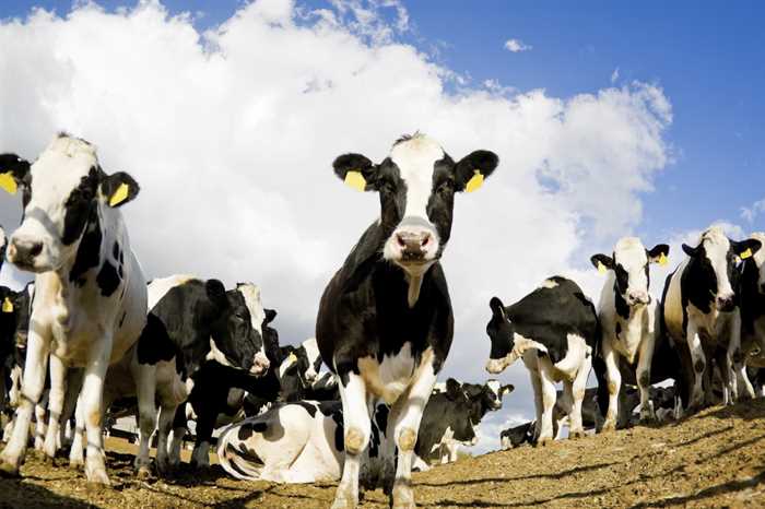 Apesar da oferta curta e boa demanda, preços do sebo se mantêm