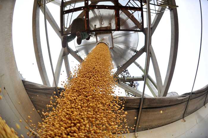Soja em grão sobe e clima favorece cultivo