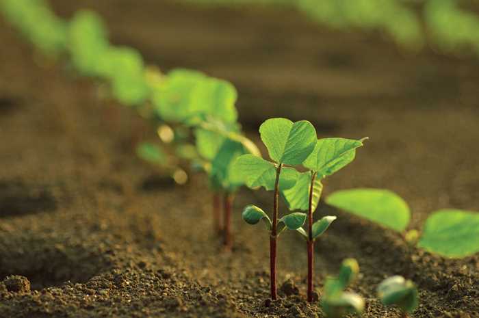 Vencedor do Desafio da Soja teve produtividade superior a 8,5 t/ha