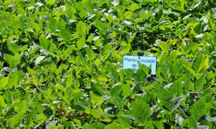 Unitins capacita agricultores familiares para plantar oleaginosas