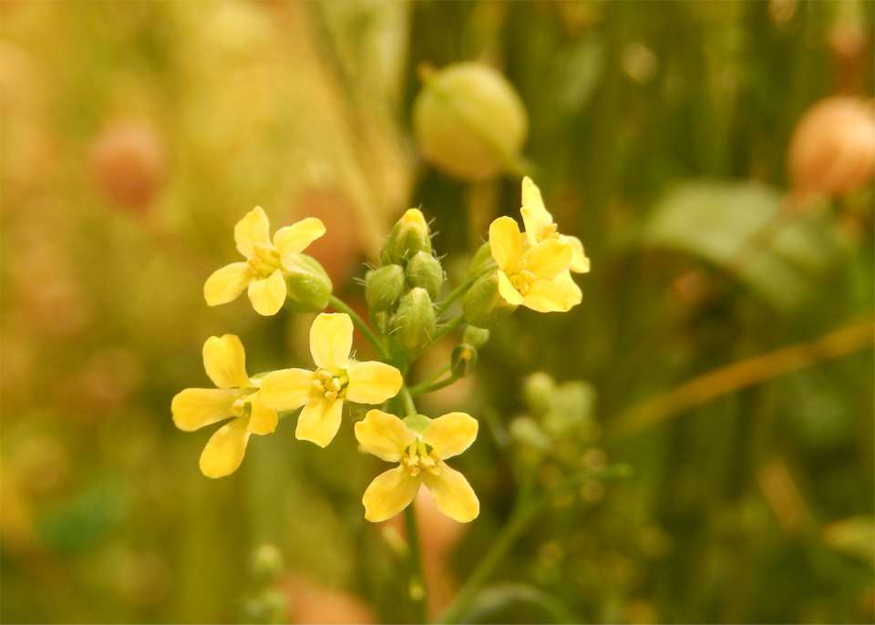 camelina