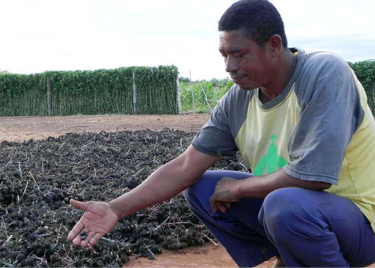 Manter o selo Combustível Social é mesmo bom para o Brasil?