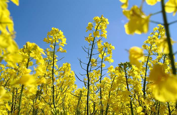 Consórcio de cana com canola pode ser alternativa durante inverno