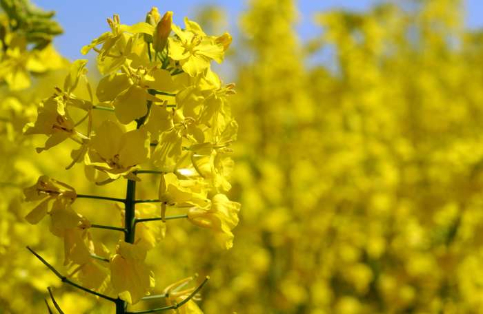 Cotações globais dos óleos vegetais subiram 4,5% em novembro