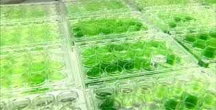 Pesquisadores identificam mecanismo que maximiza produção de óleo de microalgas 