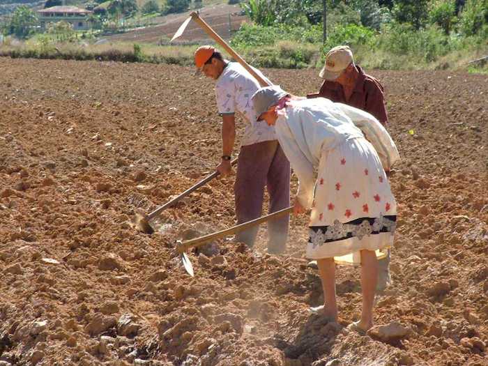Selo Social, biodiesel e diversificação de matéria-prima: um desafio