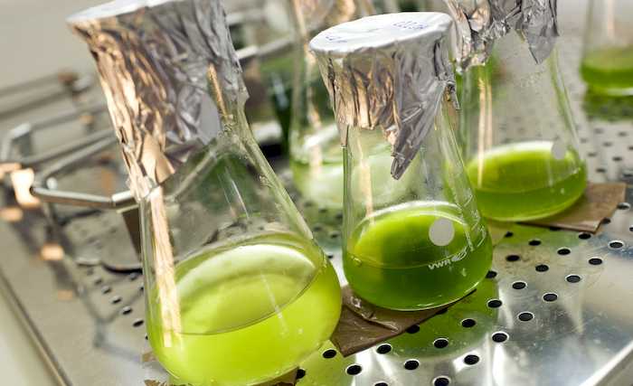 Centros da Espanha e da França querem construir biorrefinaria de algas