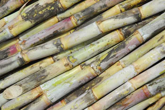 Cientistas modificam cana-de-açúcar para produzir óleo vegetal