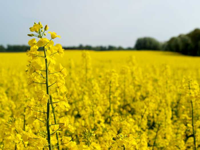 Canola cresce na safra de inverno nos campos gerais