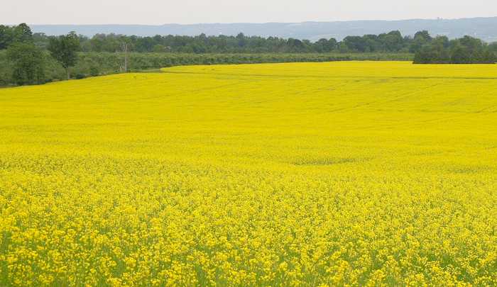 Apesar da queda na área, produtores mantêm viva a canola no PR