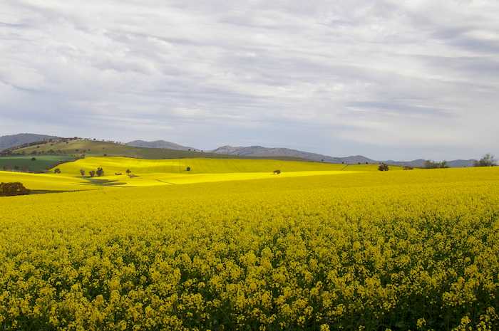 Canola é destaque nas lavouras gaúchas pelo baixo preço do grão